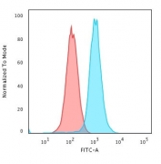Flow cytometry testing of human K562 cells with RAD51 antibody (clone RAD51/2701); Red=isotype control, Blue= RAD51 antibody.