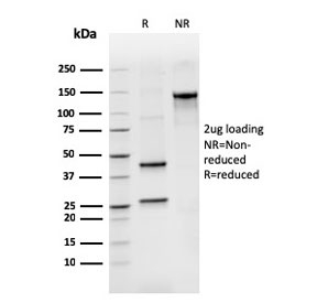 SDS-PAGE analysis of purified, BSA-free Bcl2L2 antibody as confirmation of integrity and purity.
