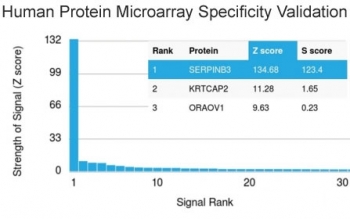 Analysis of HuProt(TM) microarray containing more than 19,000 full-length human proteins using SERPINB3 antibody. These results demonstrate the foremost specificity of the CPTC-SERPINB3-2 mAb.<BR>Z- and S- score: The Z-score represents the strength of a signal that an antibody (in combination with a fluoresc