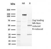 SDS-PAGE analysis of purified, BSA-free CD80 antibody (clone C80/2723) as confirmation of integrity and purity.