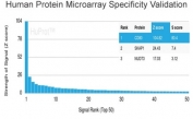 Analysis of HuProt(TM) microarray containing more than 19,000 full-length human proteins using CD80 antibody (clone C80/2723). These results demonstrate the foremost specificity of the C80/2723 mAb. Z- and S- score: The Z-score represents the strength of a signal that an antibody (in combination with a fluorescently-tagged anti-IgG secondary Ab) produces when binding to a particular protein on the HuProt(TM) array. Z-scores are described in units of standard deviations (SD's) above the mean value of all signals generated on that array. If the targets on the HuProt(TM) are arranged in descending order of the Z-score, the S-score is the difference (also in units of SD's) between the Z-scores. The S-score therefore represents the relative target specificity of an Ab to its intended target.