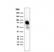 Western blot testing of HeLa cell lysate with recombinant CD44 antibody (clone HCAM/2875R). Predicted molecular weight ~81 kDa.