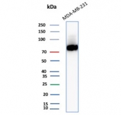 SDS-PAGE analysis of purified, BSA-free recombinant CD44 antibody (clone HCAM/2875R) as confirmation of integrity and purity.