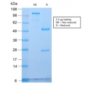SDS-PAGE analysis of purified, BSA-free recombinant Golgi antibody (clone GLG1/2829R) as confirmation of integrity and purity.