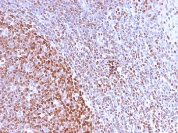 IHC staining of FFPE human tonsil with Nuclear Mar