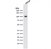 Western blot testing of human LNCaP cell lysate with FOLH1 antibody (clone FOLH1/2363). Predicted molecular weight ~100 kDa.