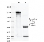 SDS-PAGE analysis of purified, BSA-free FOLH1 antibody (clone FOLH1/2363) as confirmation of integrity and purity.