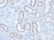 IHC testing of FFPE rat kidney tissue with FOLH1 antibody. Required HIER: boil tissue sections in pH 9 10mM Tris with 1mM EDTA for 10-20 min and allow to cool before testing.