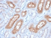IHC testing of FFPE dog kidney tissue with FOLH1 antibody. Required HIER: boil tissue sections in pH 9 10mM Tris with 1mM EDTA for 10-20 min and allow to cool before testing.