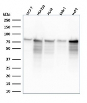 Western blot testing of human 1) MCF7, 2) HEK293, 3) A549, 4) SKBR3 and 5) HeP2 cell lysate with MCM7 antibody (clone MCM7/2832R). Expected molecular weight: 80~90 kDa.