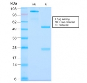 SDS-PAGE analysis of purified, BSA-free recombinant MUC3 antibody (clone MUC3/2992R) as confirmation of integrity and purity.