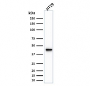 Western blot testing of human HT29 cell lysate with Cytokeratin 20 antibody (clone KRT20/1991). Predicted molecular weight ~46 kDa.