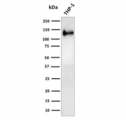 Western blot testing of human ThP-1 cell lysate with recombinant CD31 antibody. Expected molecular weight: 83-130 kDa depending on level of glycosylation.