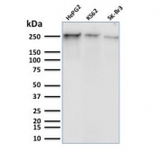 Western blot testing of human HepG2, K562, and SK-BR-3 cell lysate with phospho-RNA polymerase II antibody (clone CTD 8A7). Routinely observed molecular weight: 200-250 kDa.