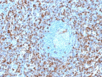 IHC staining of FFPE human spleen with Annexin A1 antibody (clone ANXA1/1671). HIER: boil tissue sections in pH6, 10mM citrate buffer, for 10-20 min and allow to cool before testing.