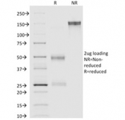 SDS-PAGE analysis of purified, BSA-free Annexin A1 antibody (clone ANXA1/1671) as confirmation of integrity and purity.
