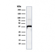 Western blot testing of human A549 cell lysate with Annexin A1 antibody (clone ANXA1/1671). Predicted molecular weight ~38 kDa.