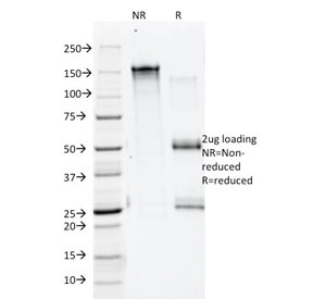 SDS-PAGE analysis of purified, BSA-free Annexin A1 antibody (clone 5E4/1) as confirmation o