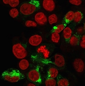 Immunofluorescent staining of paraformaldehyde-fixed human HepG2 cells with Albumin antibody (green, clone ALB/2356) and Reddot nuclear stain (red).