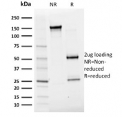 SDS-PAGE analysis of purified, BSA-free Albumin antibody (clone ALB/2356) as confirmation of integrity and purity.