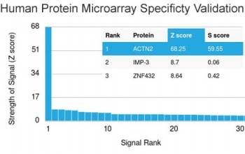 Analysis of HuProt(TM) microarray containing more than 19,000 full-length human proteins using Sarcomeric Alpha Actinin antibody (clone ACTN2/3292). These results demonstrate the foremost specificity of the ACTN2/3292 mAb.<BR>Z- and S- score: The Z-score represents the strength of a signal that an antibody (in combination with a fluorescently-tagged anti-IgG secondary Ab) produces when binding to a particular protein on the HuProt(TM) array. Z-scores are described in units of standard deviations (SD's) above the mean value of all signals generated on that array. If the targets on the HuProt(TM) are arranged in descending order of the Z-score, the S-score is the difference (also in units of SD's) between the Z-scores. The S-score therefore represents the relative target specificity of an Ab to its intended target.