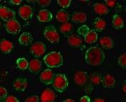 Immunofluorescence staining of MeOH-fixed human HEK293 cells with CD137 antibody (green, clone CDLA137-1) and Reddot nuclear stain (red).