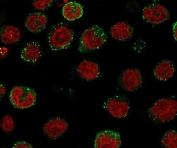 Immunofluorescence staining of human U937 cells with ICOS Ligand antibody (green, clone ISLG-1) and Reddot nuclear stain (red).