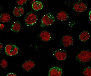 Immunofluorescence staining of human U937 ce