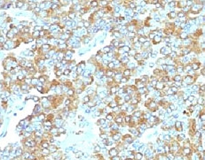 IHC staining of FFPE human adrenal gland with TIM3 antibody (clone TMDP3-1). HIER: boil tissue sections in pH 9 10mM Tris with 1mM EDTA for 10-20 min and allow to cool before testing.~
