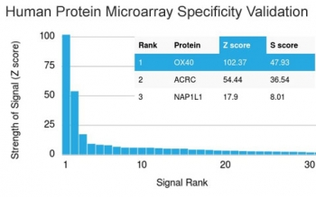 Analysis of HuProt(TM) microarray containing more than 19,000 full-length human proteins using OX40 antibody (clone OX40/3108). These results demonstrate the foremost specificity of the OX40/3108 mAb.<br>Z- and S- score: The Z-score represents the strength of a signal that an antibody (in combination with a fluorescently-tagged anti-IgG secondary Ab) produces when binding to a particular protein on the HuProt(TM) array. Z-scores are described in units of standard deviations (SD's) above the mean value of all signals generated on that array. If the targets on the HuProt(TM) are arranged in descending order of the Z-score, the S-score is the difference (also in units of SD's) between the Z-scores. The S-score therefore represents the relative target specificity of an Ab to its intended target.