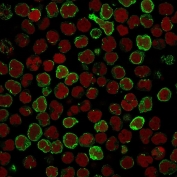Immunofluorescence staining of human MOLT4 cells with OX40 antibody (green, clone OX40/3108) and Reddot nuclear stain (red).