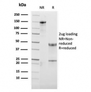 SDS-PAGE analysis of purified, BSA-free OX40 antibody (clone OX40/3108) as confirmation of integrity and purity.