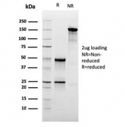 SDS-PAGE analysis of purified, BSA-free CD47 antibody (clone CD47/3019) as confirmation of integrity and purity.