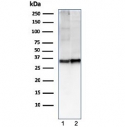 Western blot testing of human 1) U-87 MG and 2) ThP-1 cell lysate with CD47 antibody (clone CD47/2937). Expected molecular weight: 35~60 kDa depending on glycosylation level.