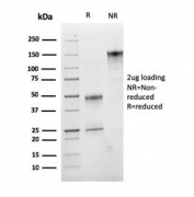 SDS-PAGE analysis of purified, BSA-free CD47 antibody (clone CD47/2937) as confirmation of integrity and purity.