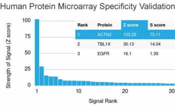 Analysis of HuProt(TM) microarray containing more than 19,000 full-length human proteins using Sarcomeric Alpha Actinin antibody (clone ACTN2/3293). These results demonstrate the foremost specificity of the ACTN2/3293 mAb.<BR>Z- and S- score: The Z-score represents the strength of a signal that an antibody (in combination with a fluorescently-tagged anti-IgG secondary Ab) produces when binding to a particular protein on the HuProt(TM) array. Z-scores are described in units of standard deviations (SD's) above the mean value of all signals generated on that array. If the targets on the HuProt(TM) are arranged in descending order of the Z-score, the S-score is the difference (also in units of SD's) between the Z-scores. The S-score therefore represents the relative target specificity of an Ab to its intended target.