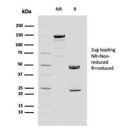 SDS-PAGE analysis of purified, BSA-free MUC4 antibody (clone MUC4/3084) as confirmation of integrity and purity.