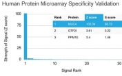 Analysis of HuProt(TM) microarray containing more than 19,000 full-length human proteins using MUC4 antibody (clone MUC4/3105). These results demonstrate the foremost specificity of the MUC4/3105 mAb. Z- and S- score: The Z-score represents the strength of a signal that an antibody (in combination with a fluorescently-tagged anti-IgG secondary Ab) produces when binding to a particular protein on the HuProt(TM) array. Z-scores are described in units of standard deviations (SD's) above the mean value of all signals generated on that array. If the targets on the HuProt(TM) are arranged in descending order of the Z-score, the S-score is the difference (also in units of SD's) between the Z-scores. The S-score therefore represents the relative target specificity of an Ab to its intended target.
