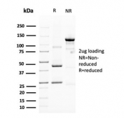 SDS-PAGE analysis of purified, BSA-free MUC4 antibody (clone MUC4/3105) as confirmation of integrity and purity.