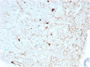 IHC testing of FFPE human cerebellum with Calbindin 2 antibody (clone CALB2/2786). HIER: boil tissue sections in pH 9 10mM Tris with 1mM EDTA for 10-20 min followed by cooling at RT for 20 min.
