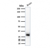 Western blot testing of human brain lysate with Calbindin 2 antibody (clone CALB2/2786). Expected molecular weight ~29 kDa.