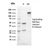 SDS-PAGE analysis of purified, BSA-free Calbindin 2 antibody (clone CALB2/2786) as confirmation of integrity and purity.