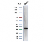 Western blot testing of human brain lysate with Calbindin 2 antibody (clone CALB2/2786). Expected molecular weight ~29 kDa.