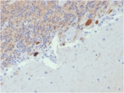 IHC testing of FFPE human cerebellum with Calbindin 2 antibody (clone CALB2/2807). HIER: boil tissue sections in pH 9 10mM Tris with 1mM EDTA for 10-20 min followed by cooling at RT for 20 min.