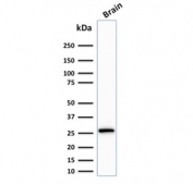 Western blot testing of human brain lysate with Calbindin 2 antibody (clone CALB2/2807). Expected molecular weight ~29 kDa.