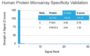Analysis of HuProt(TM) microarray containing more than 19,000 full-length human proteins using ACTN2 antibody (clone ACTN2/3291). These results demonstrate the foremost specificity of the ACTN2/3291 mAb.<br>Z- and S- score: The Z-score represents the strength of a signal that an antibody (in combination with a fluorescently-tagged anti-IgG secondary Ab) produces when binding to a particular protein on the HuProt(TM) array. Z-scores are described in units of standard deviations (SD's) above the mean value of all signals generated on that array. If the targets on the HuProt(TM) are arranged in descending order of the Z-score, the S-score is the difference (also in units of SD's) between the Z-scores. The S-score therefore represents the relative target specificity of an Ab to its intended target.