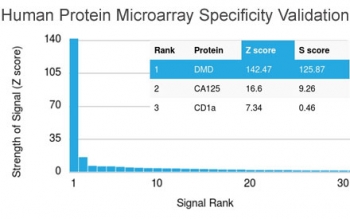 Analysis of HuProt(TM) microarray containing more than 19,000 full-length human proteins using Dystrophin antibody (clone DMD/3242). These results demonstrate the foremost specificity of the DMD/3242 mAb.<BR>Z- and S- score: The Z-score represents the strength of a signal that an antibody (in combination with a fluorescently-tagged anti-IgG secondary Ab) produces when binding to a particular protein on the HuProt(TM) array. Z-scores are described in units of standard deviations (SD's) above the mean value of all signals generated on that array. If the targets on the HuProt(TM) are arranged in descending order of the Z-score, the S-score is the difference (also in units of SD's) between the Z-scores. The S-score therefore represents the relative target specificity of an Ab to its intended target.