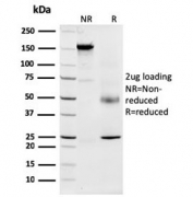 SDS-PAGE analysis of purified, BSA-free Nucleophosmin antibody (clone NPM1/3287) as confirmation of integrity and purity.
