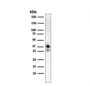 Western blot testing of human K562 cell lysate with Nucleophosmin antibody (clone NPM1/3287). Expected molecular weight: ~38 kDa.