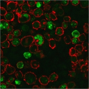 Immunofluorescent staining of permeabilized human K562 cells with Nucleophosmin antibody (green, clone NPM1/3286) and Phalloidin (red).